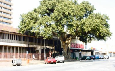 If a Tree Could Talk
