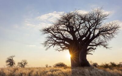 The Best Joints for a Winter Sundowner