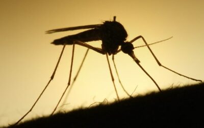 Tips for Malaria Prevention
