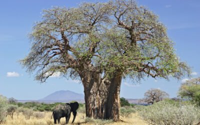 Trees of the Lowveld